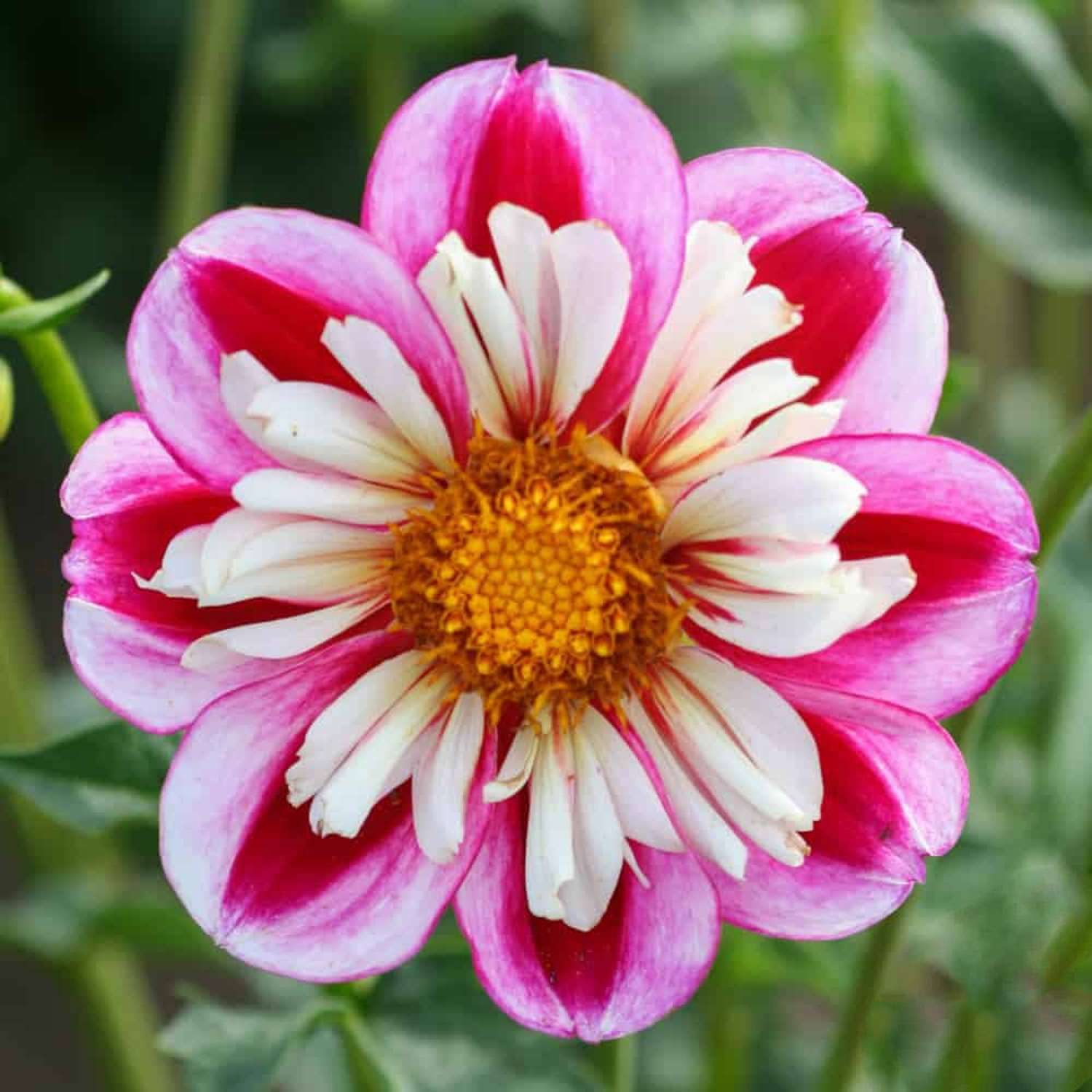 Daalia 'Bumble Rumble'